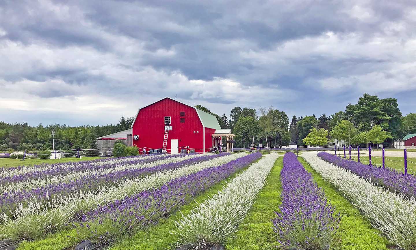 Experience The Midwests Largest Lavender Farm Featuring 20000